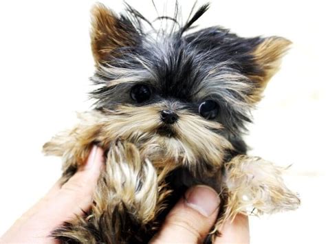 She sells sick dogs. . Patricia teacup yorkies reviews